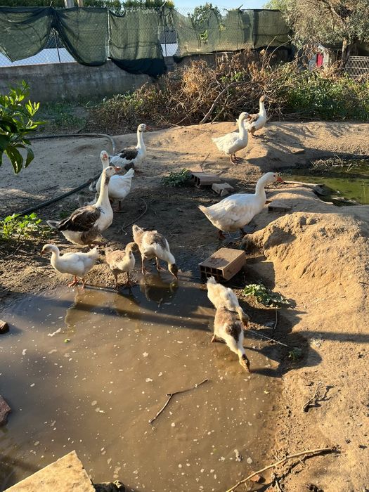 Vendo 14 Gansos adultos e bebés