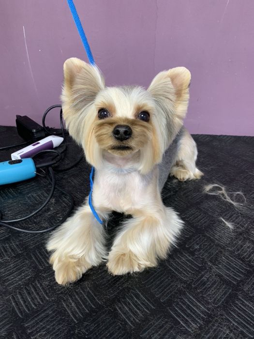 Стрижка котов, собак, кроликов,  Опытный грумер!