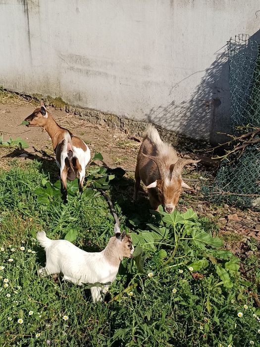 Cabras Anãs - Mãe e filha