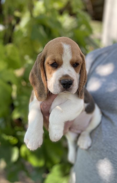 Цуценята Бігля з документами