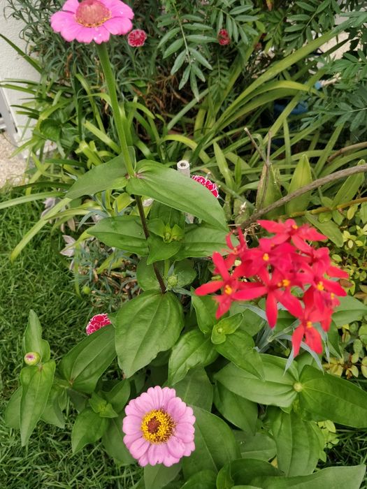 Orquídeas beija flor