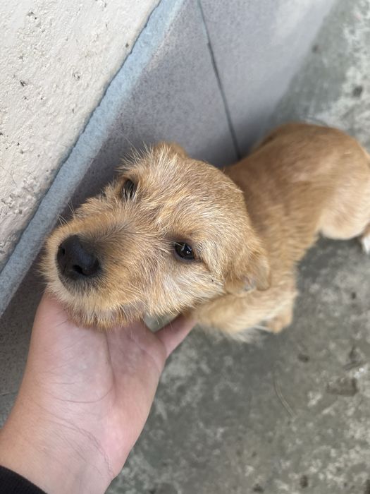 Дві дівчинки джек расел (бородаті)