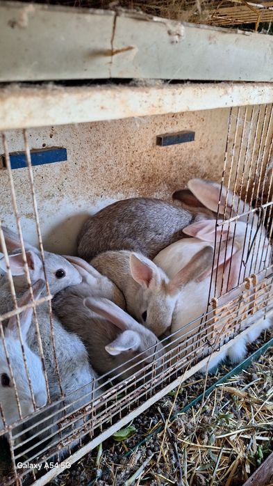 Coelhos  protos para mudar  de dono