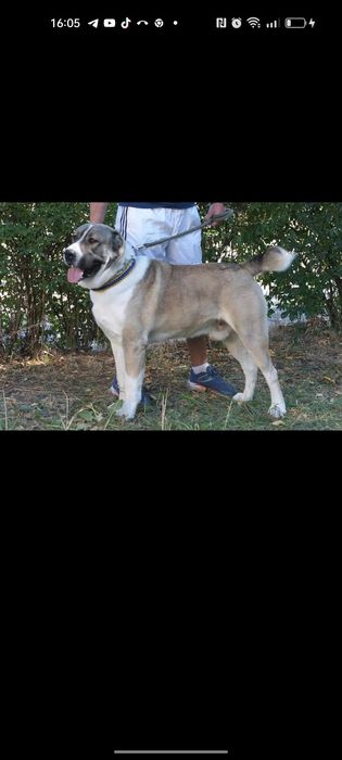 Кобель алабай САО, мальчик ищет девочку