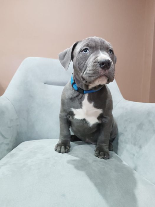 Piesek American Staffordshire Terrier