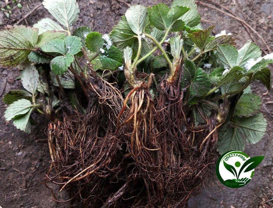 Саджанці - розсада полуниці Вікторія  НСД рем КСД рання середня пізня