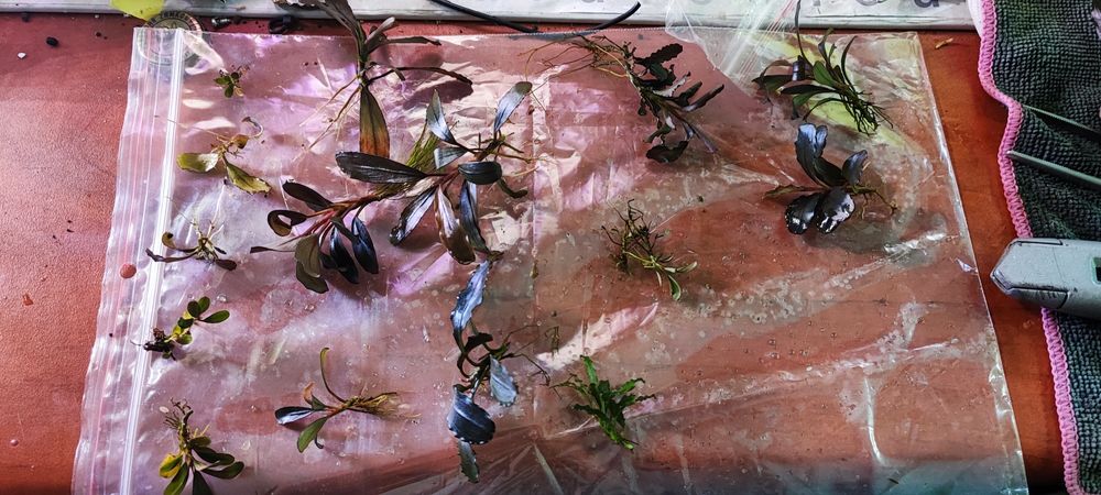 Bucephalandra mix Bucka bucek bucki