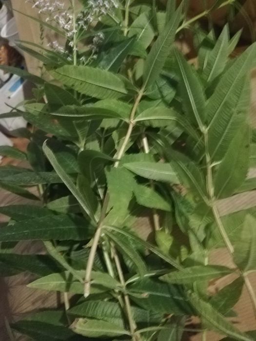 Lúcia-Lima /Limonete biológico