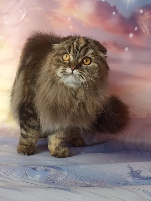 Шотландська довгошерстна грілка