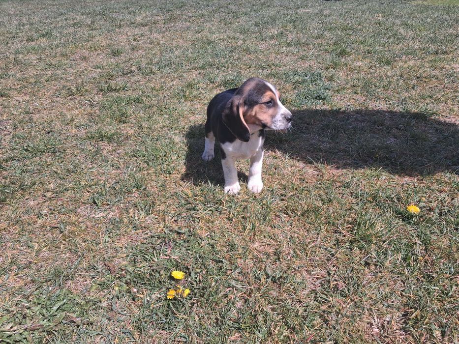 Szczeniak beagle