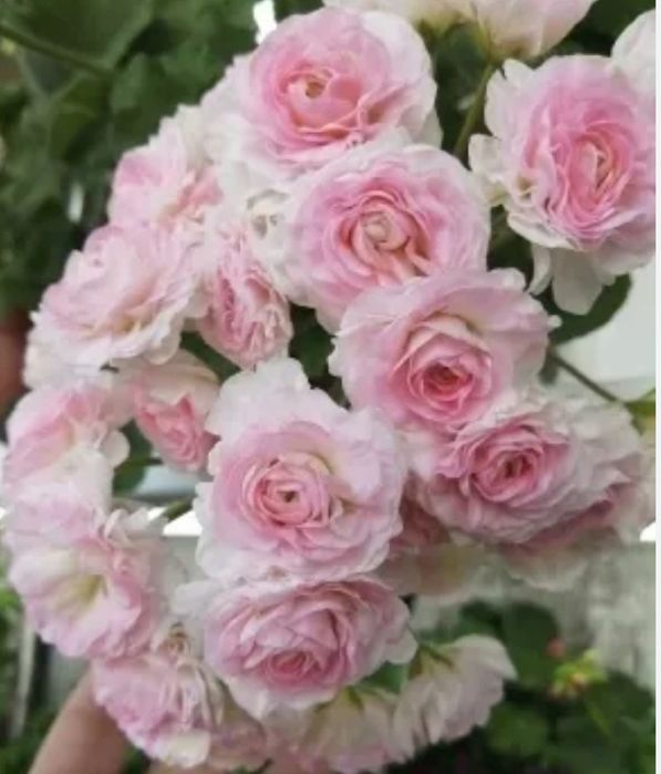 Пеларгония Емануель