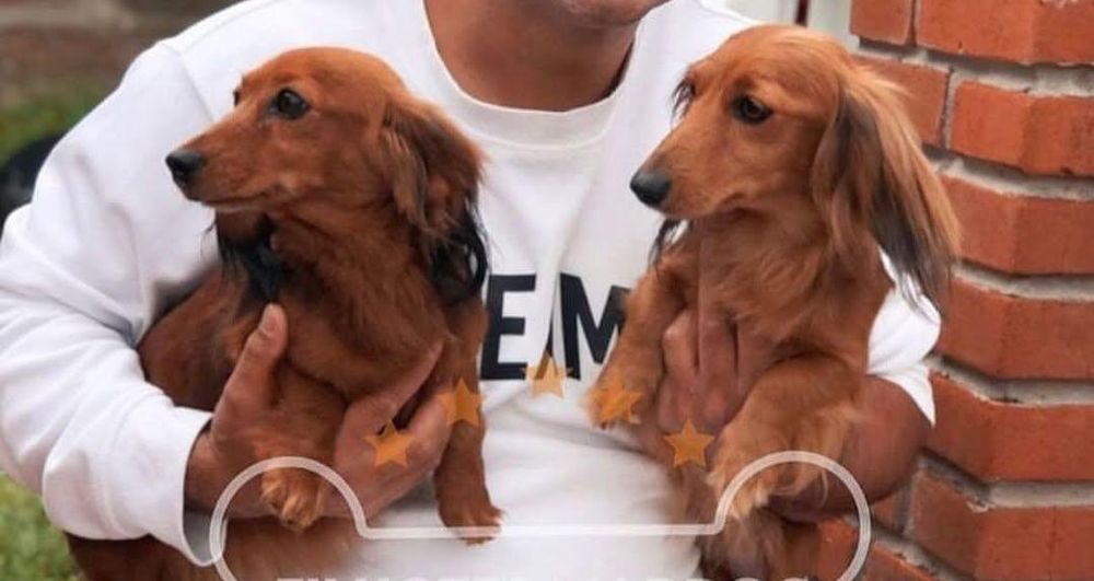 Довгошерстні руді такси.