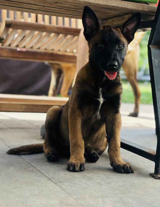 Owczarek belgijski malinois