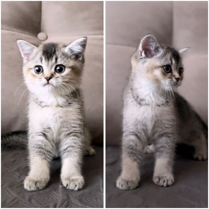 Неймовірний плюшевий котик