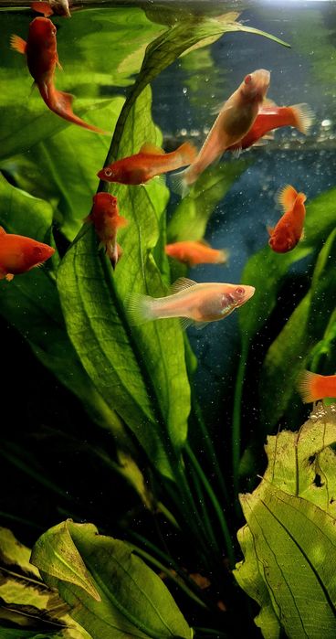 Мечоносець (чорний, рубін)