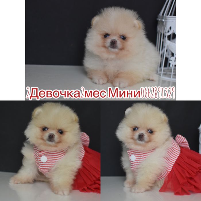 Шпиці міні мішки