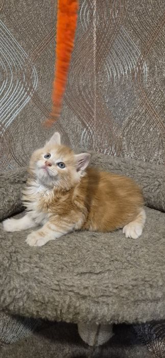 Шикарні кошенята Мейн кун