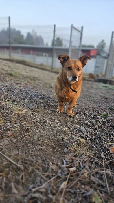 Beza w typie jamniczka szuka domu