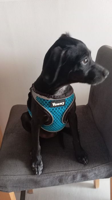 Cachorra com cerca 2 /3 meses