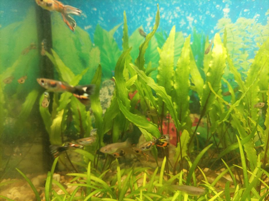 Аквариумные рыбки