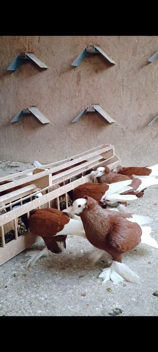 Mnichy Południowoniemieckie Łapciate czarne/czerwine 40sztuk 

Nadwyżk