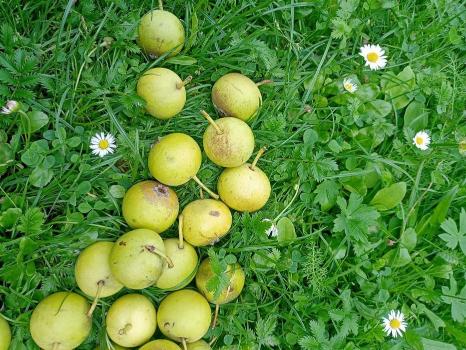 gruszki ulęgałki polne