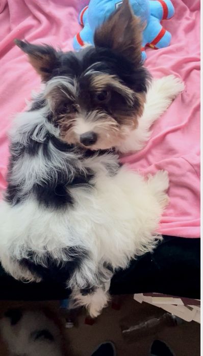 Стандарт дівульки  Бівер чистокровні метрика