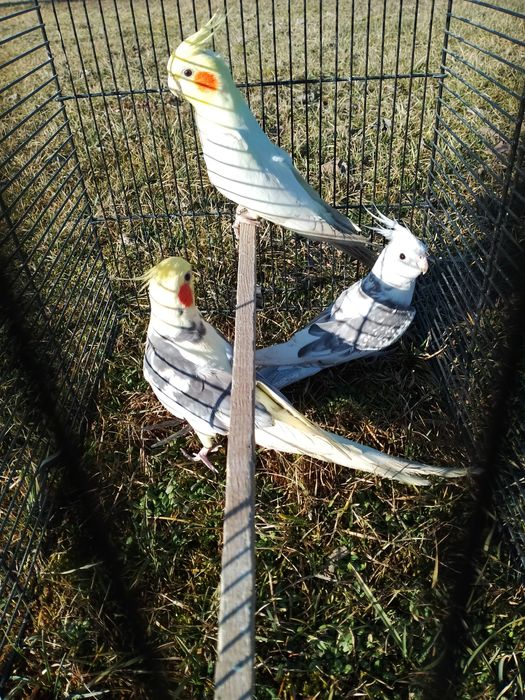 Sprzedam papugi nimfy