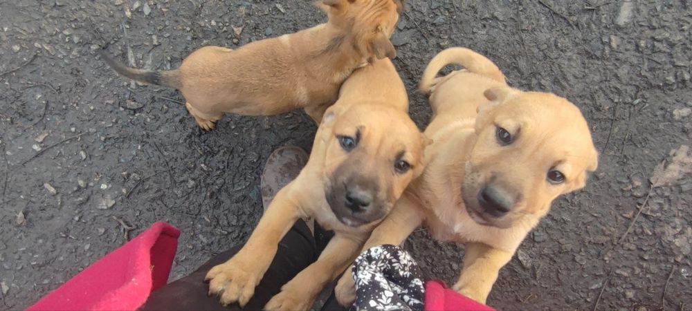 Віддам цуценят, хлопчики, 2 місяці