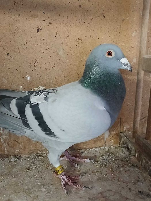 SAMIEC !!! H.Meier x R.Diels