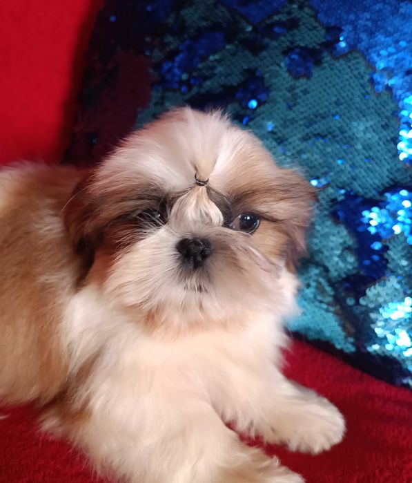 Неймовірна ши тцу МІНІ у найкращі ручки КСУ  (FCI)