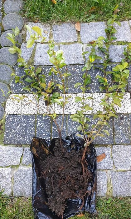 Pigwowiec, Pigwa 7 szt -sadzonki _wysył.