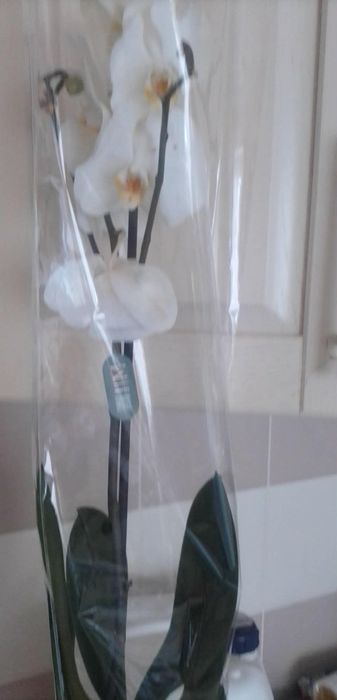Продам орхідей різні є на одну на дві гілки