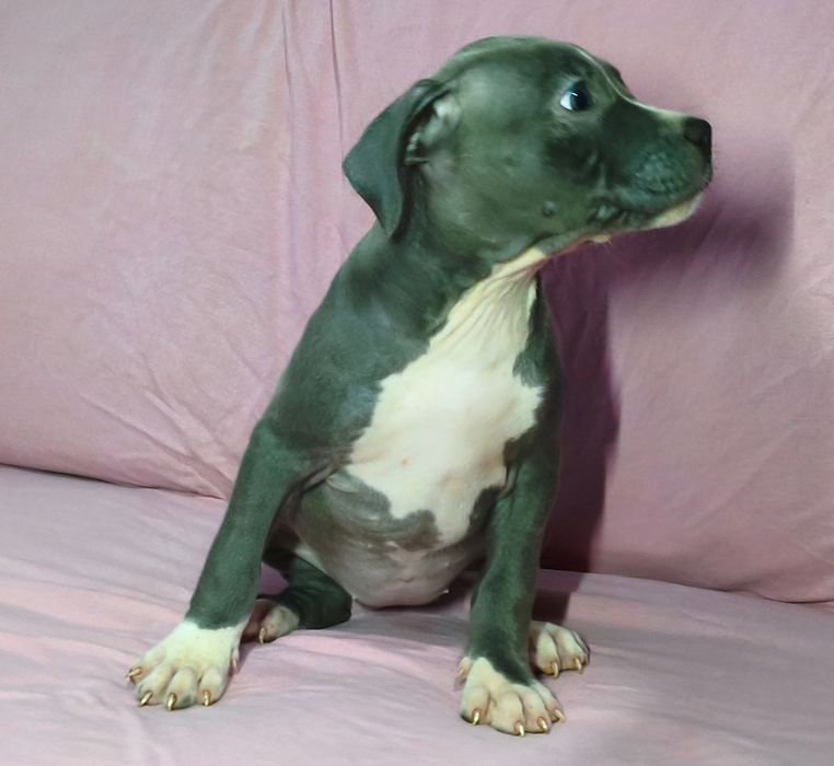 Fêmea American pitbull blue nose