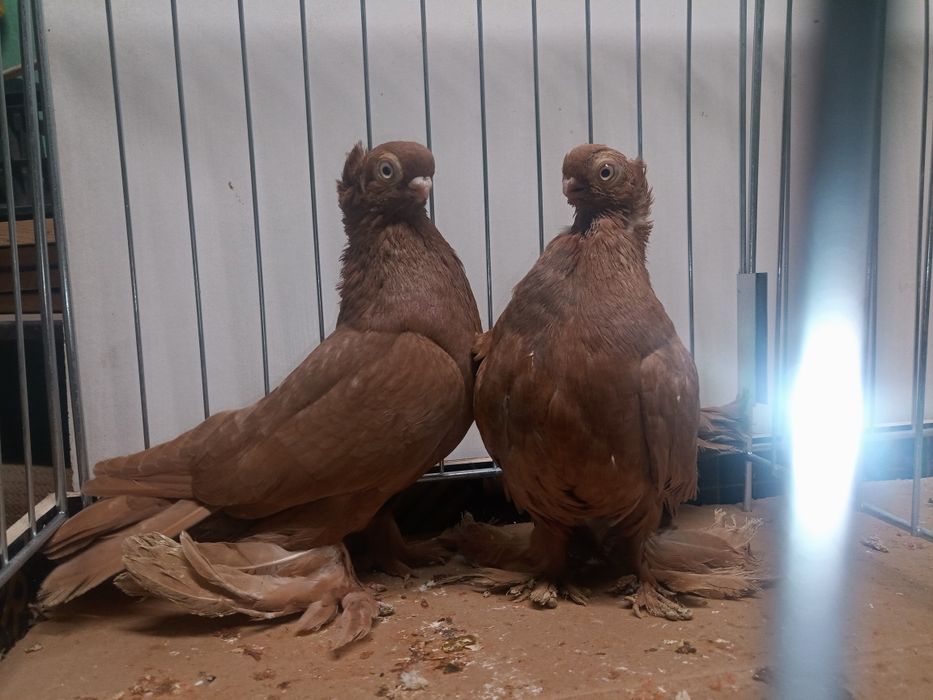 Wywrotki  wywrotek mazurskie para