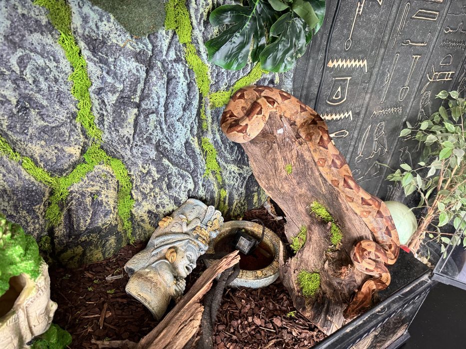 Sprzedam piękne terrariu exo terra z mieszkańcem
