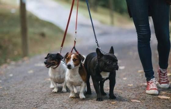 Вигул собак (Личаківський район)