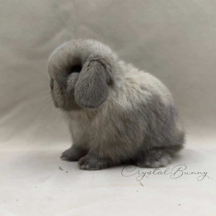 Królik Mini Lop TOP