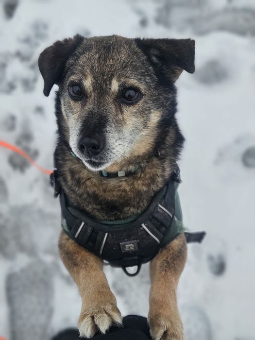 Nemo – mały, łagodny piesek po przejściach szuka domu. Adopcja!