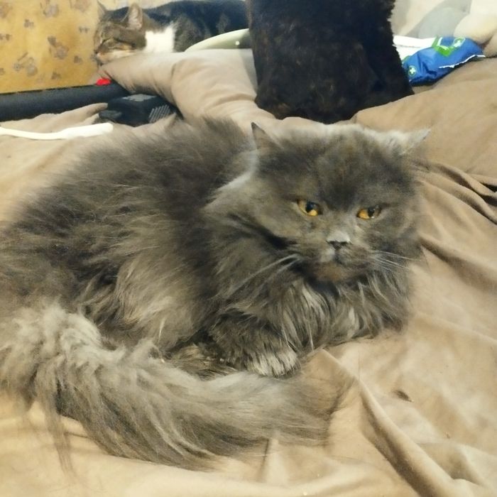 Николь хочет обрести любящих хозяев