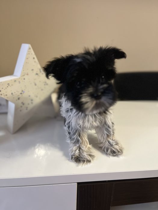 Suczka york biewer miniaturka