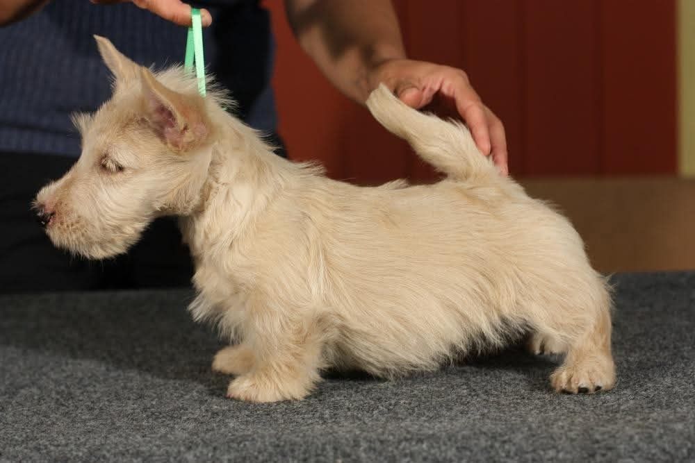 Скотч тер'єр. Хлопчик. Пшеничного кольору.