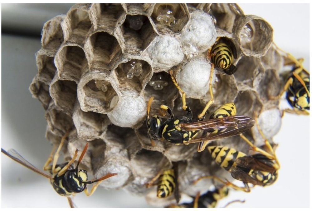 Usuwanie gniazd owadów!!!