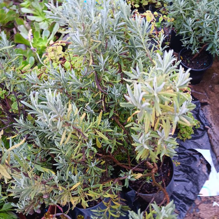 Plantas para jardins