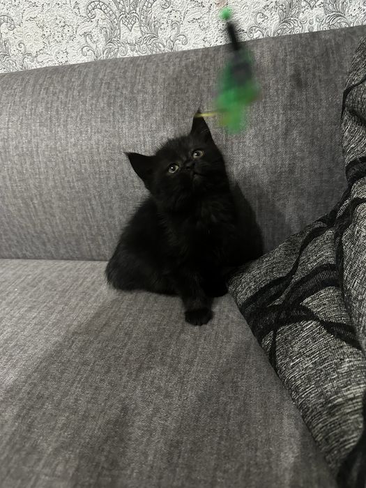 Скотіш страйт,Шотладська прямовуха