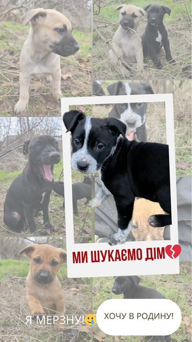 Метиси стаффа Віддам у добрі родини