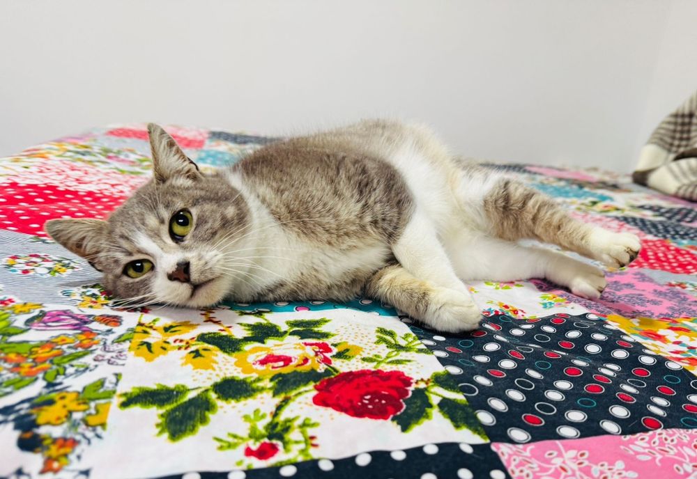 Gatinha para adopção