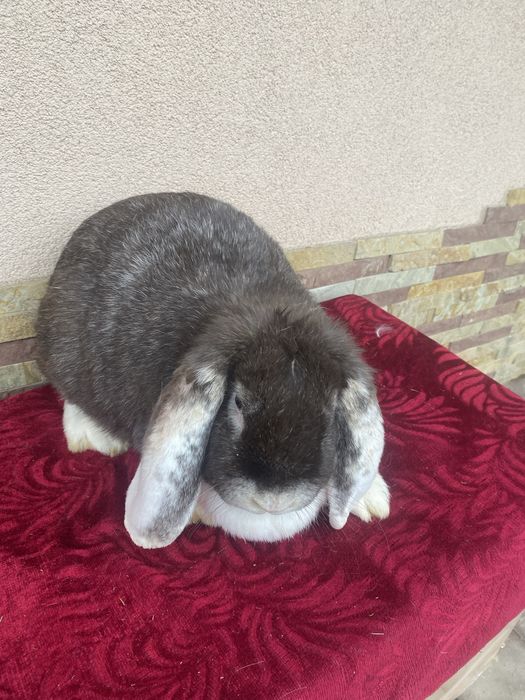 Молоді кролики  Ф..Б. Самички і  самці .