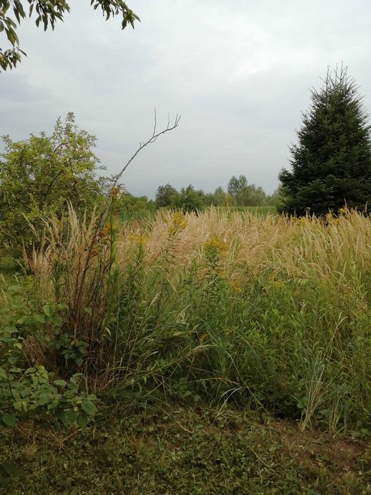 Działka ROD im. Kościuszki Sandomierz