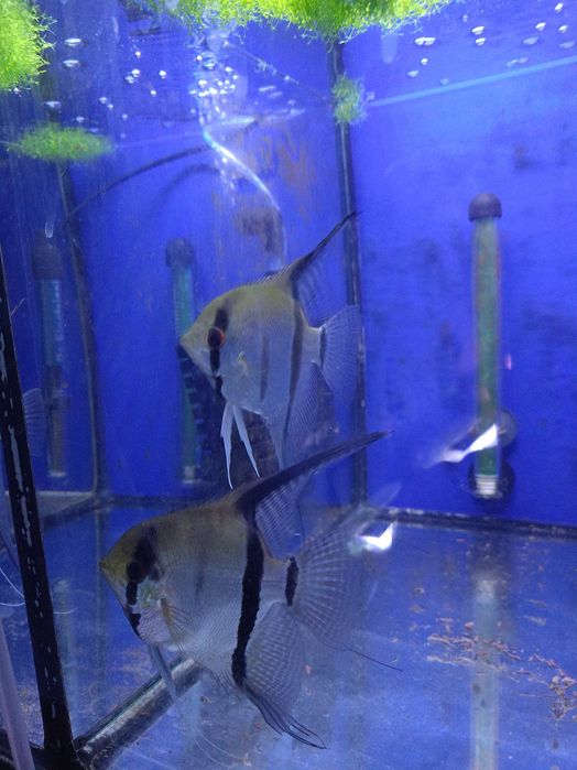 Skalar standart młode